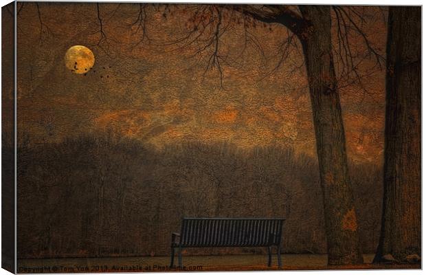 A PARK BENCH Canvas Print by Tom York