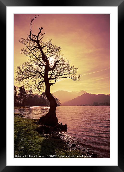 Lakeside Tree Framed Mounted Print by David Lewins (LRPS)