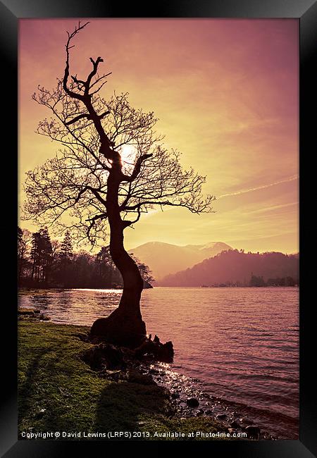 Lakeside Tree Framed Print by David Lewins (LRPS)