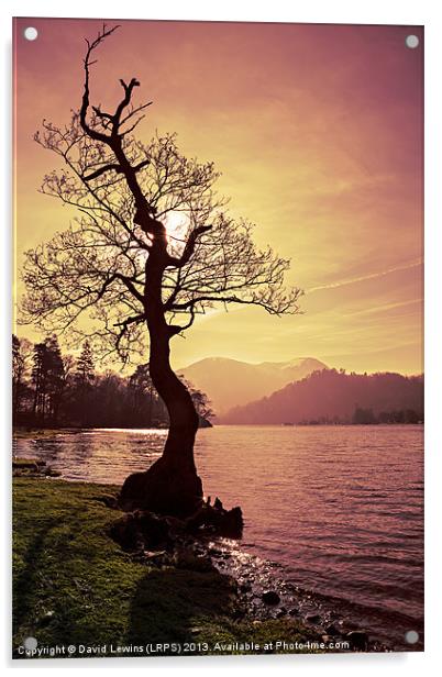 Lakeside Tree Acrylic by David Lewins (LRPS)