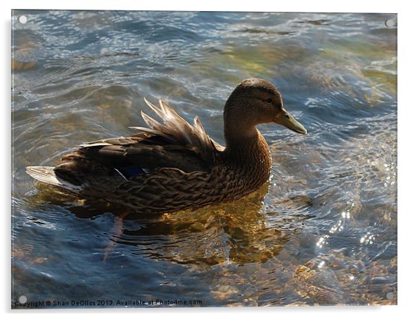 Lady Mallard Duck Acrylic by Shari DeOllos