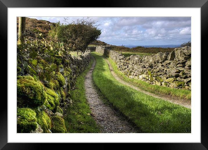 The Lane to Tranquillity Framed Mounted Print by Ian Mitchell