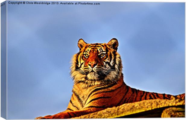 Tiger Canvas Print by Chris Wooldridge