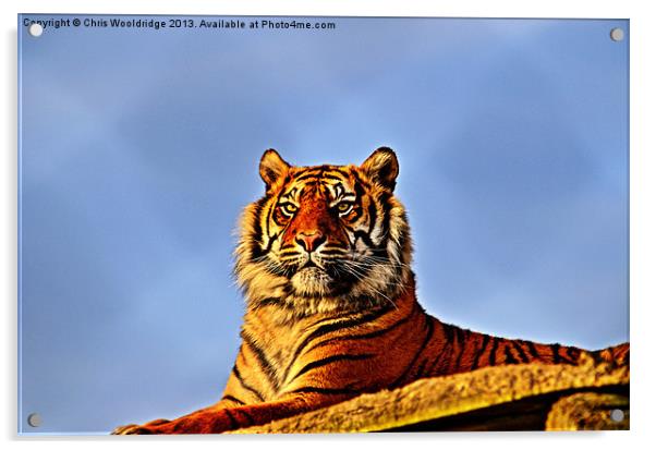 Tiger Acrylic by Chris Wooldridge