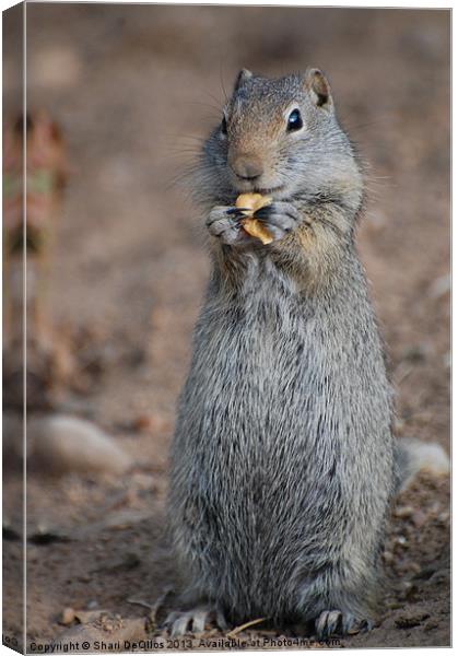 Snacking Ground Squirrel Canvas Print by Shari DeOllos
