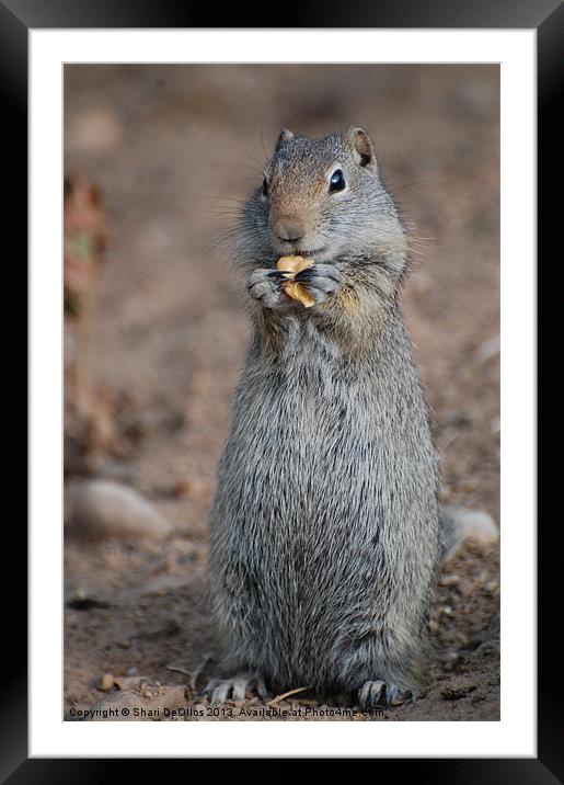 Snacking Ground Squirrel Framed Mounted Print by Shari DeOllos