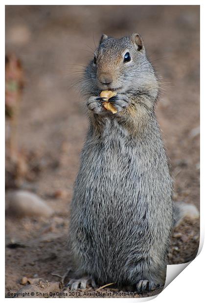 Snacking Ground Squirrel Print by Shari DeOllos