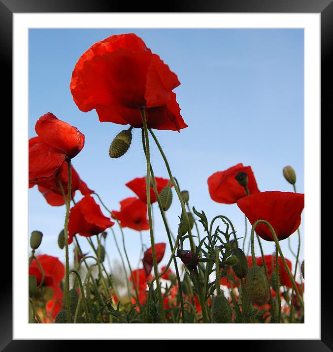 Breezing Poppies Framed Mounted Print by David Hollingworth