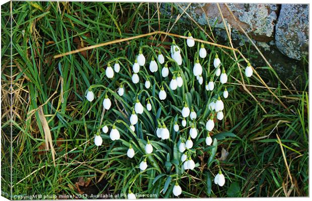 Snowdrops Down The Lane Canvas Print by philip milner