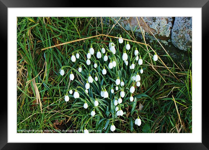 Snowdrops Down The Lane Framed Mounted Print by philip milner