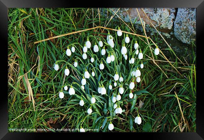 Snowdrops Down The Lane Framed Print by philip milner