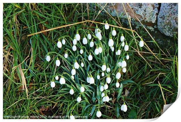 Snowdrops Down The Lane Print by philip milner