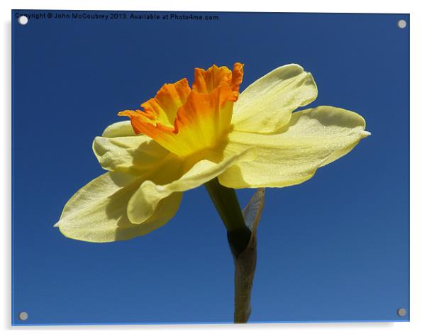 Narcissus Daffodil in Landscape Format Acrylic by John McCoubrey
