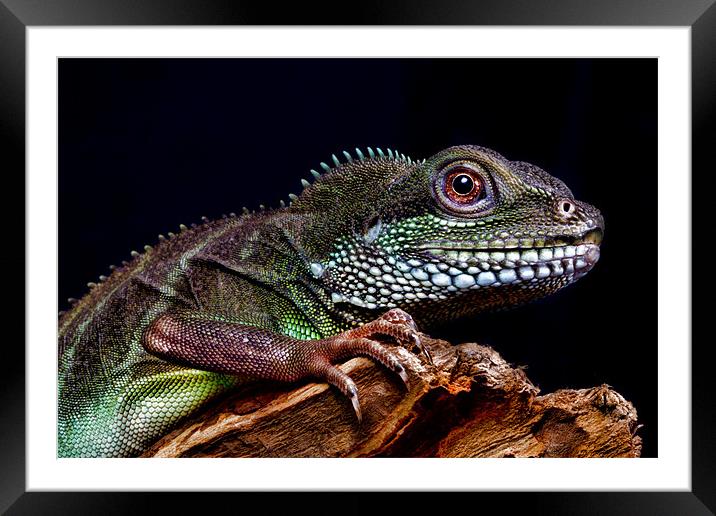 Chinese Water Dragon Framed Mounted Print by Val Saxby LRPS