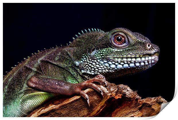Chinese Water Dragon Print by Val Saxby LRPS