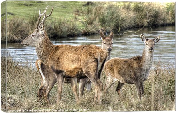 Stag and Hind Canvas Print by Pete Lawless