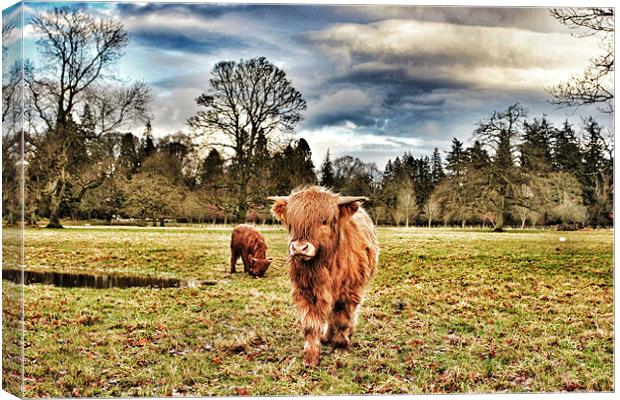 Highland cow at Glamis Castle Canvas Print by robert garside
