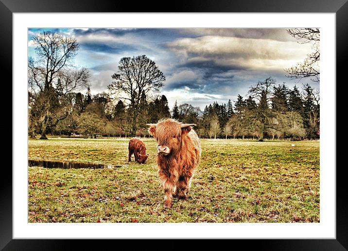 Highland cow at Glamis Castle Framed Mounted Print by robert garside