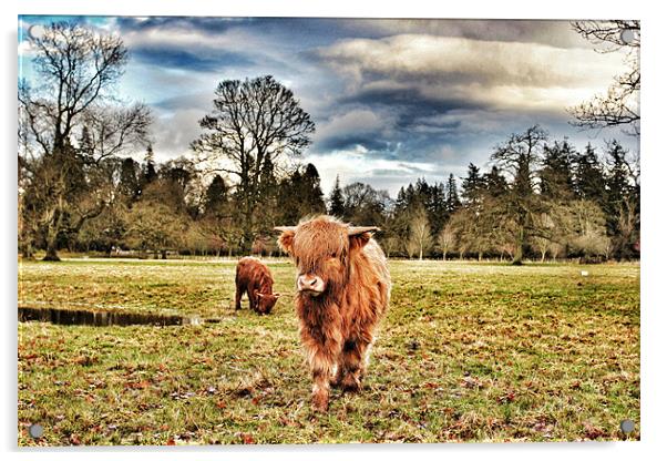 Highland cow at Glamis Castle Acrylic by robert garside