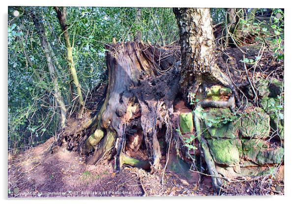 Old Tree roots Acrylic by philip milner