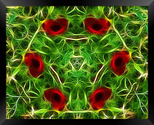Ring of Poppies Framed Print by Lynn Bolt