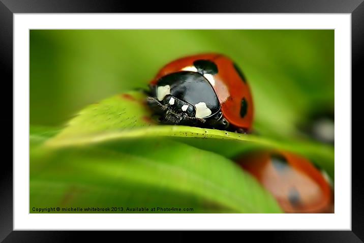 ladybird closeup Framed Mounted Print by michelle whitebrook