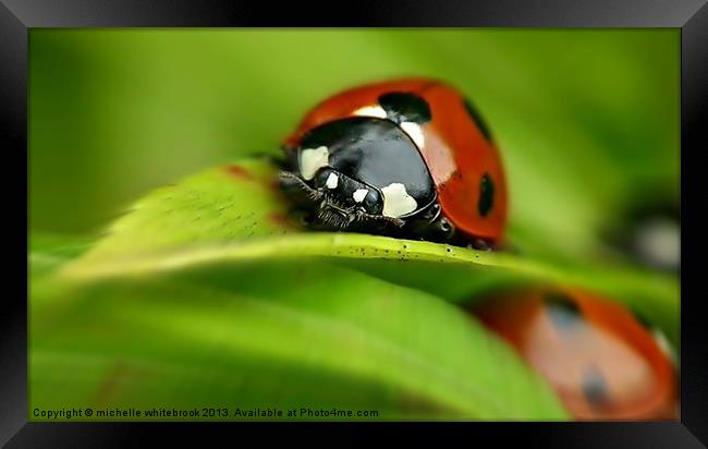 ladybird closeup Framed Print by michelle whitebrook