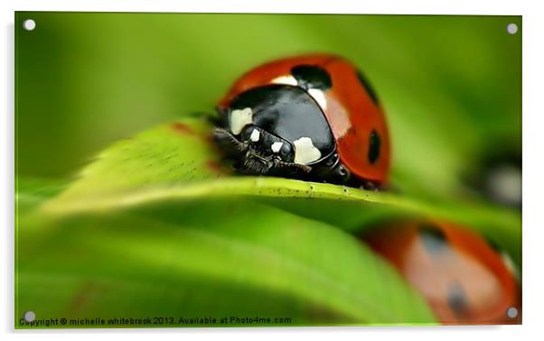 ladybird closeup Acrylic by michelle whitebrook