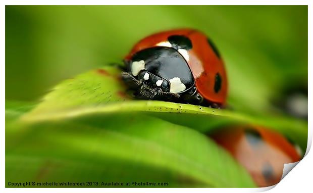ladybird closeup Print by michelle whitebrook