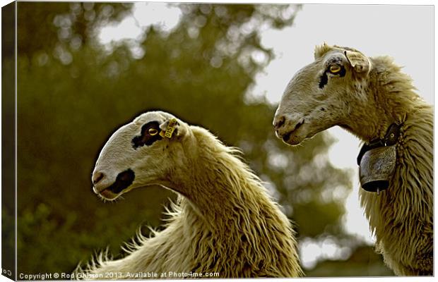 Heads up! Canvas Print by Rod Ohlsson