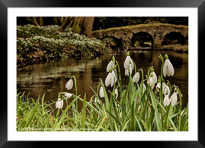 Snowdrops infront of the river stiffkey Framed Mounted Print by Mark Bunning