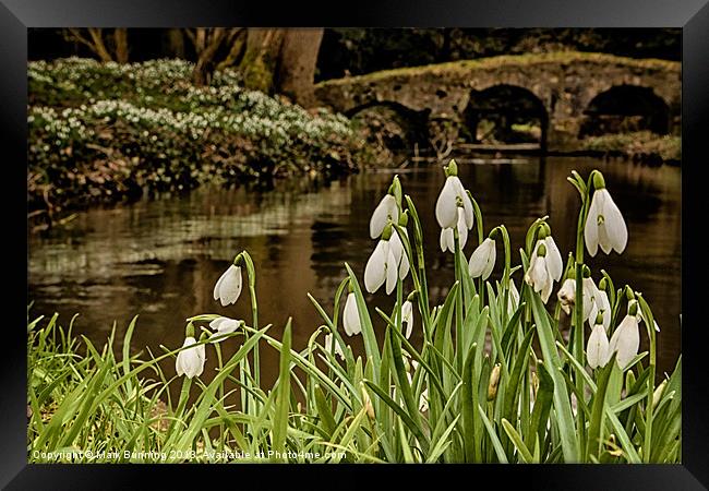 Snowdrops infront of the river stiffkey Framed Print by Mark Bunning