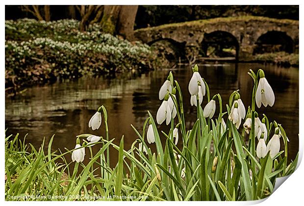 Snowdrops infront of the river stiffkey Print by Mark Bunning