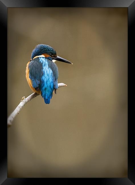 KINGFISHER #8 Framed Print by Anthony R Dudley (LRPS)