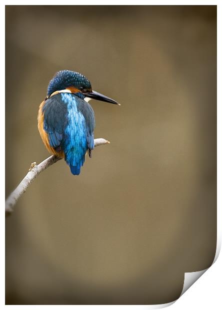KINGFISHER #8 Print by Anthony R Dudley (LRPS)
