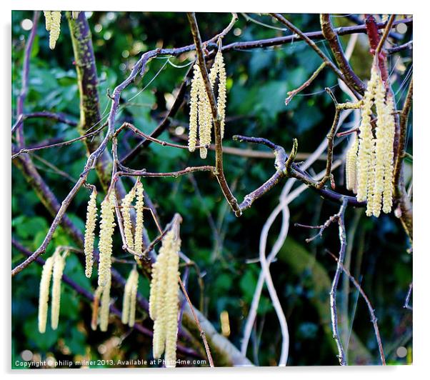 Catkins For Spring Acrylic by philip milner