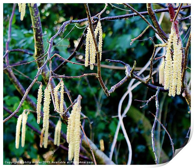Catkins For Spring Print by philip milner