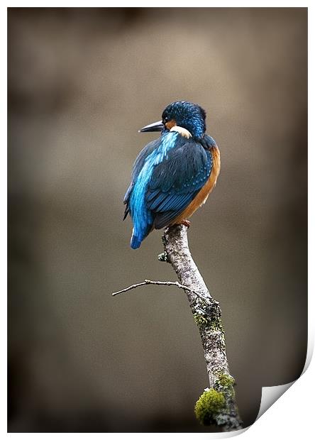 KINGFISHER#9 Print by Anthony R Dudley (LRPS)