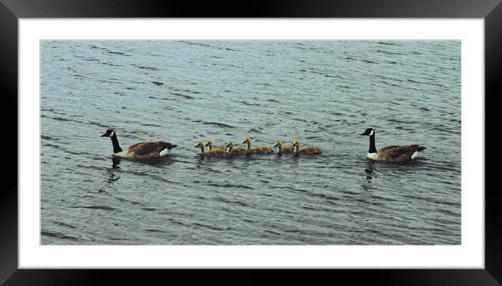 Canadian Geese Family Framed Mounted Print by Liam Ellis