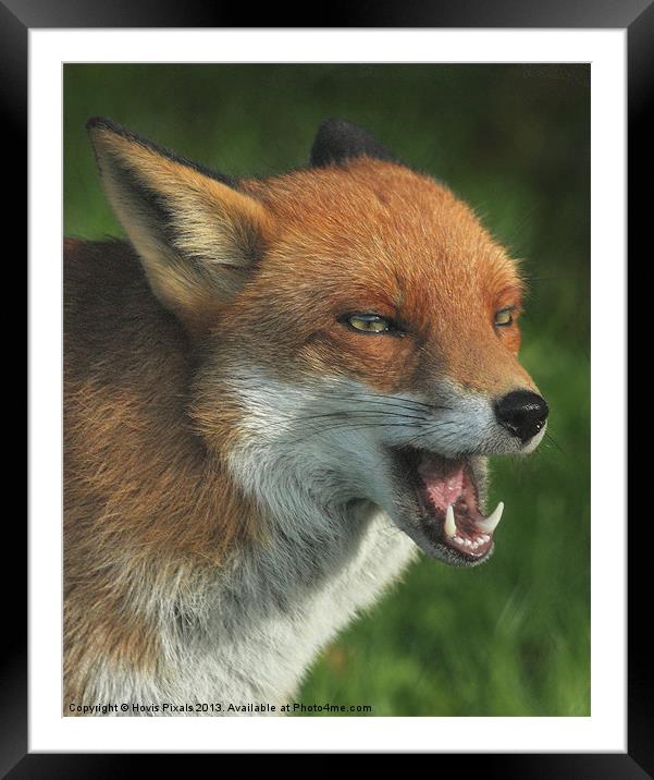 Laughing Fox Framed Mounted Print by Dave Burden