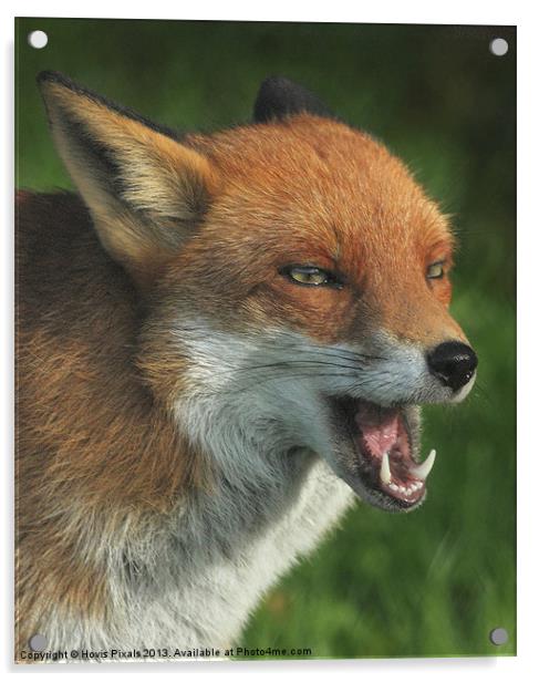 Laughing Fox Acrylic by Dave Burden