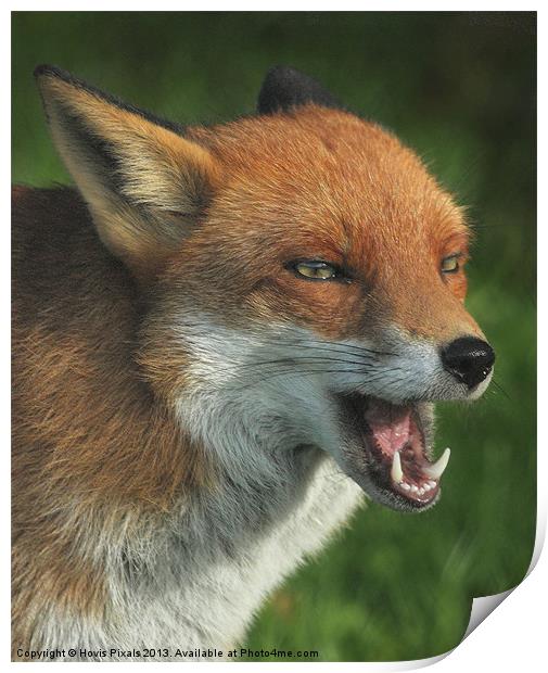 Laughing Fox Print by Dave Burden