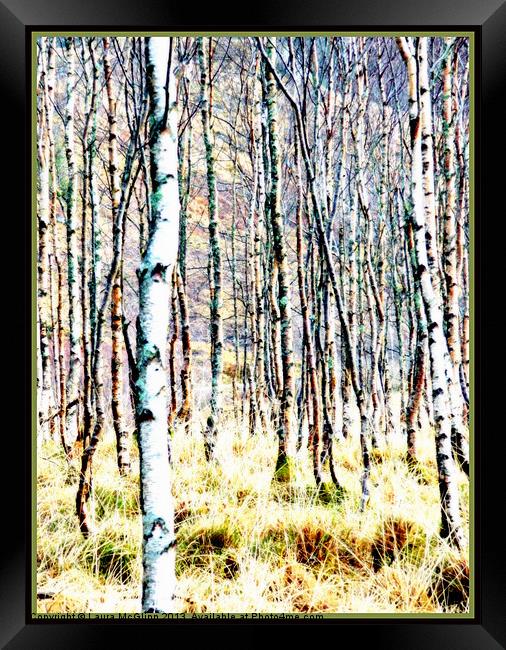 The Birches Framed Print by Laura McGlinn Photog