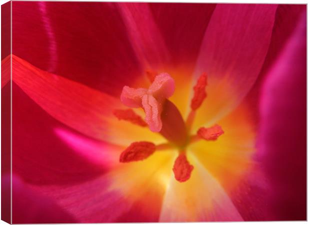 hot pink tulip Canvas Print by Heather Newton