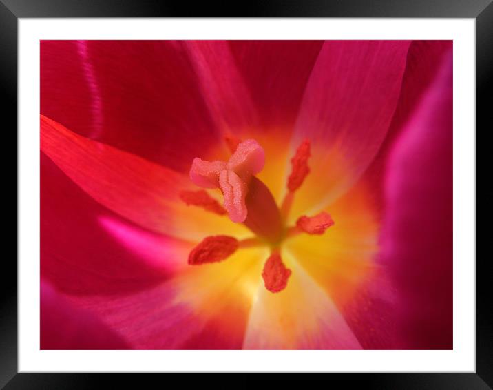hot pink tulip Framed Mounted Print by Heather Newton