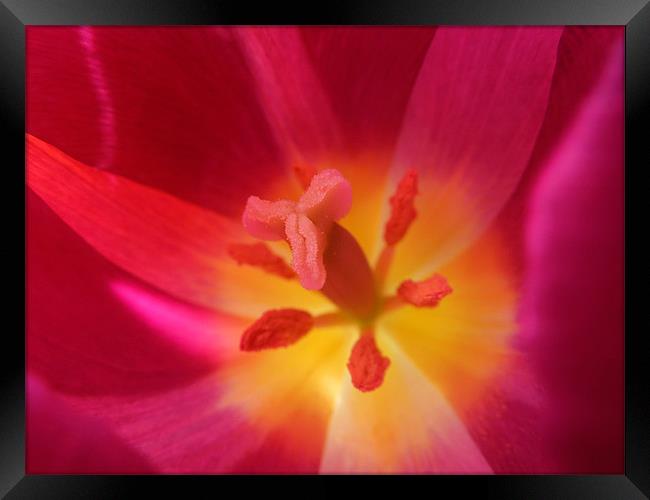 hot pink tulip Framed Print by Heather Newton