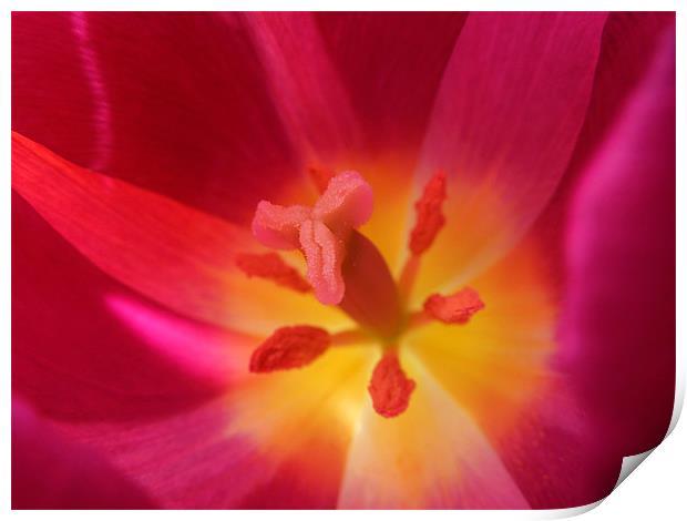 hot pink tulip Print by Heather Newton