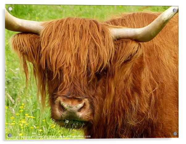 Highland Cow Acrylic by Jackie Forrest