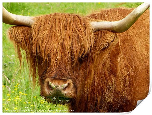 Highland Cow Print by Jackie Forrest