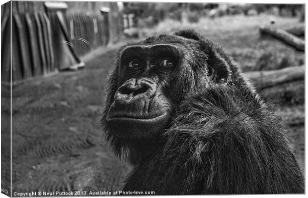 Gorilla Canvas Print by Neal P